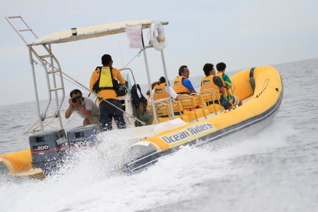 Vamos a ver ballenas